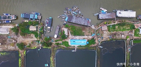 “黑水”过境！江苏泗洪万亩养殖螃蟹死绝，渔民痛哭