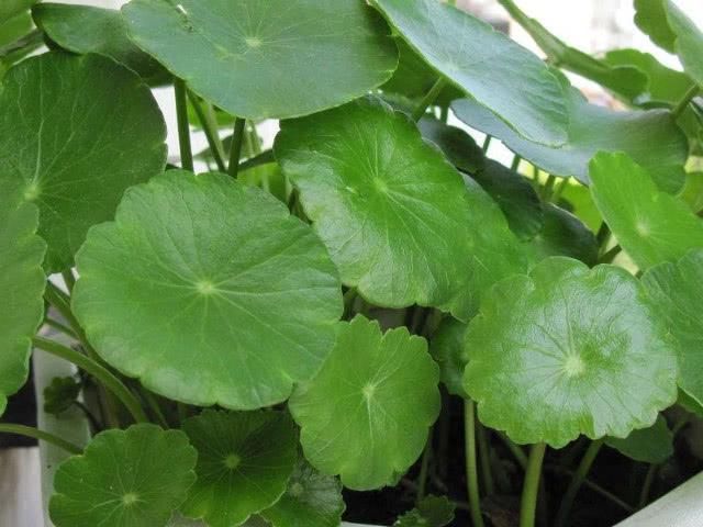  「越养越」铜钱草越养越少，总是发黄掉叶，还是这3点没做到位