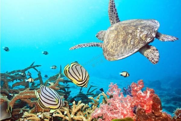 想要去苏梅岛旅游，需知道出游最佳时间是什么时候