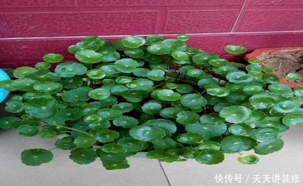 「疏松」养铜钱草容易爆盆,有的人却养得疏松零星,原来缺少了这种方法!