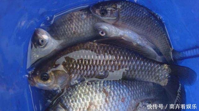 「入水」啤酒加这些做窝料,窝料入水鱼星不断,初冬钓鱼必备!