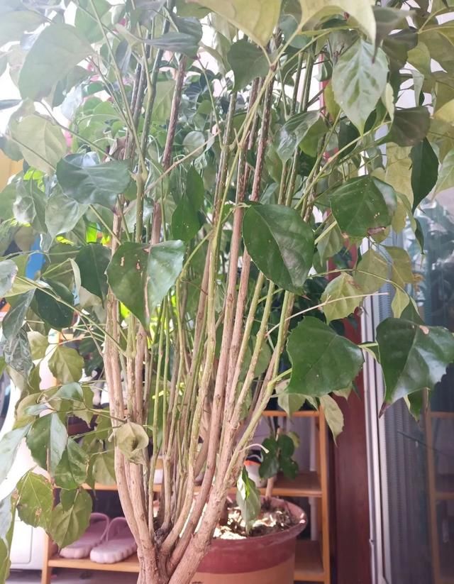  #散射光好#3种树，每月砍1刀，呼呼疯狂冒新芽！