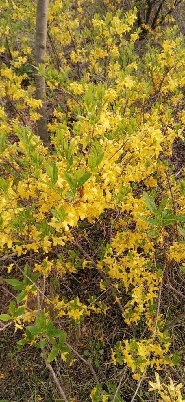  『想让它长』金钟花开花像个黄金钟，吉利祥和适合家养，而且养护很简单