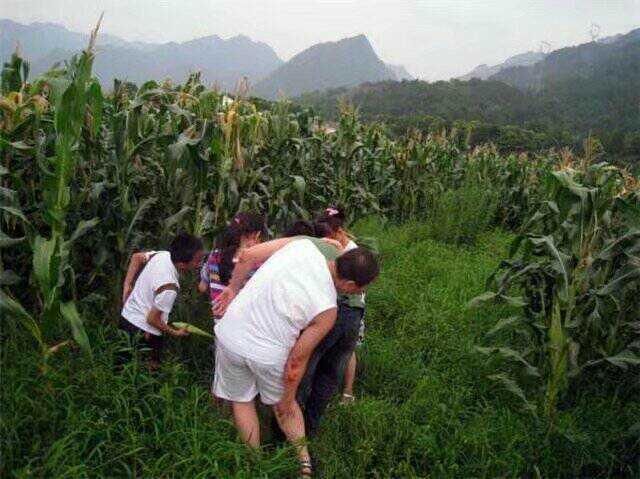 为啥农村夏天一到，人们就时不时往玉米地里钻？能些干什么呢？