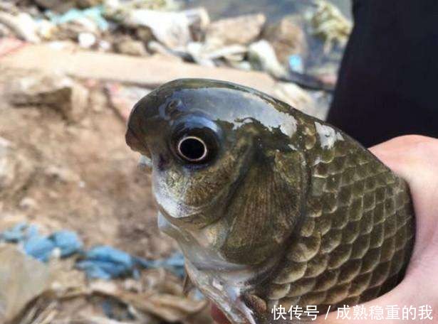 农村小伙钓起这条鱼，看到正面，顿时就丢会河里了