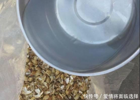 『猛长』3种“废物”捡回家,扔花盆里,土肥的流油,养花猛长不含糊