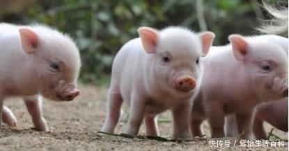  「条件」下半年，农民可领4项惠农补助，养猪在其中，符合条件的