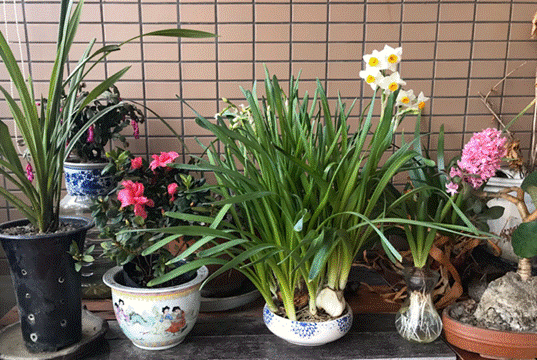  [四川]花开天府·作品(39)｜袁征：阳台上的春花