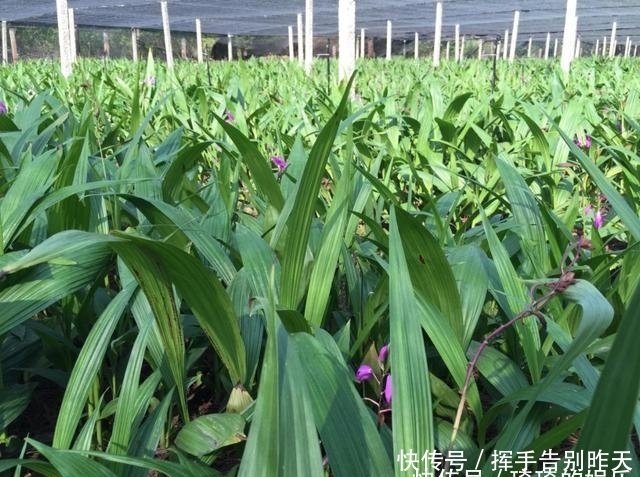 农村曾被称为''土黄金''的野草，曾被当作杂草，现在农民靠卖致富