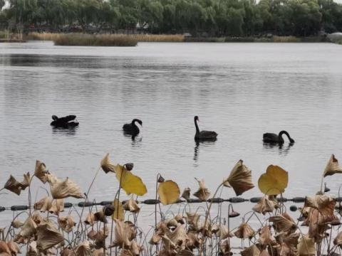 什刹海西海湿地公园首次飞来黑天鹅