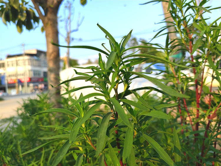 农村有种植物，既可以观赏，又是野菜，俗称“摘不败”