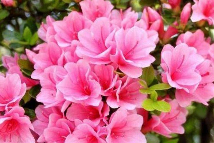  「养花」几种花好漂亮，四季开花倾国倾城，好养花量大，美爆阳台变成花园