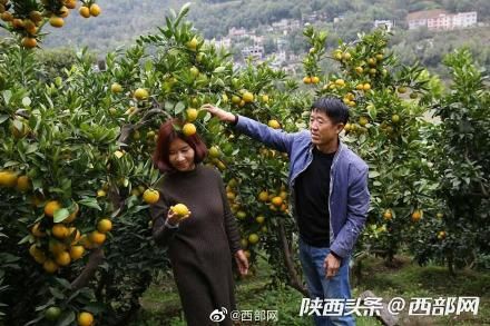  #果树#旬阳60后夫妻种果树23年 百亩果园每年带来五六十万纯收入