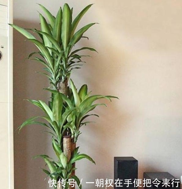 #爱爆#居家就养此款花卉,沾点水就疯长,开花勤还爱爆盆,美