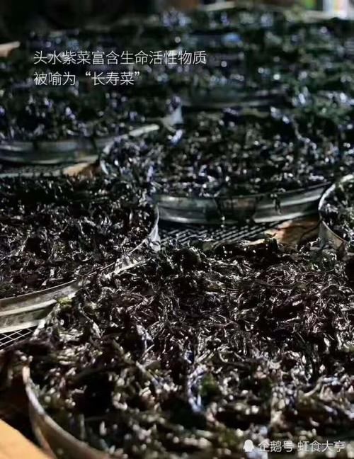 最贵的南澳“头菜”，为何刚上水就遭抢购？渔民：它被誉为“长寿