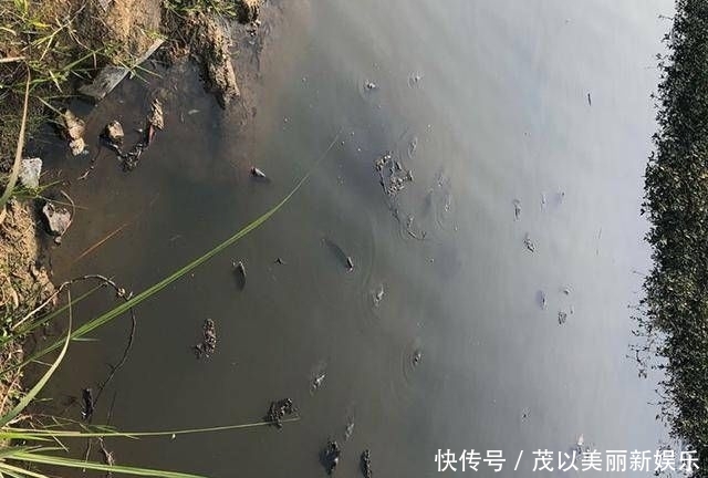  [斤左右]药鱼人干的好事，群鱼一夜之间全部翻白肚皮了！