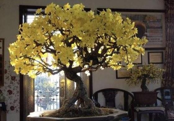  『花盆』通风不好的封闭阳台,少养3种花,再小心“伺候”,也难长好