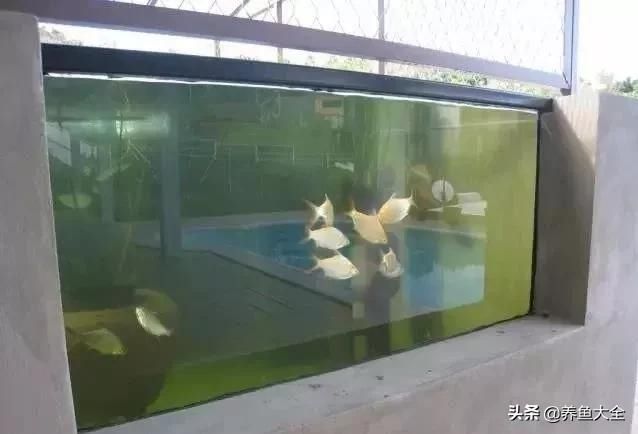  「漂亮」这么漂亮的龙池，竟然用3个垃圾桶做过滤？