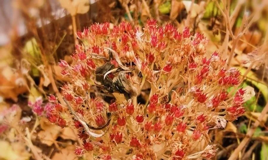 【慎养】这花要慎养,每年砍掉3麻袋,照样蹭蹭长!