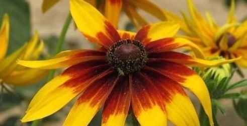  『娇艳』家养此款花卉，开花勤爱爆盆，花开娇艳美不胜收，一年四季都赏花