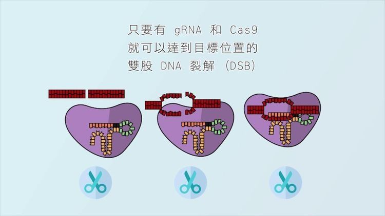 『科学家』如果发明一种蚊子,生育的后代都是雄性,蚊子会因此灭绝吗?