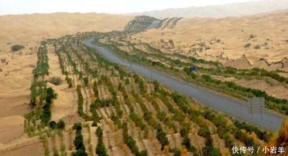 植物|中国最大的沙漠带, 政府花数亿种下大量植物, 如今竟成这个