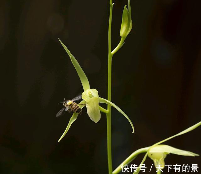  「情况」兰花换盆黄叶就是烂根死苗？这些情况了解一下，不要瞎折腾