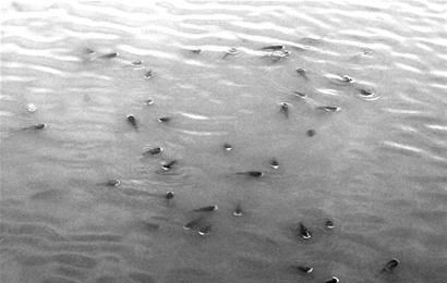 『水温』养鱼之前先观水“氧”“温”“色”——水色的调节