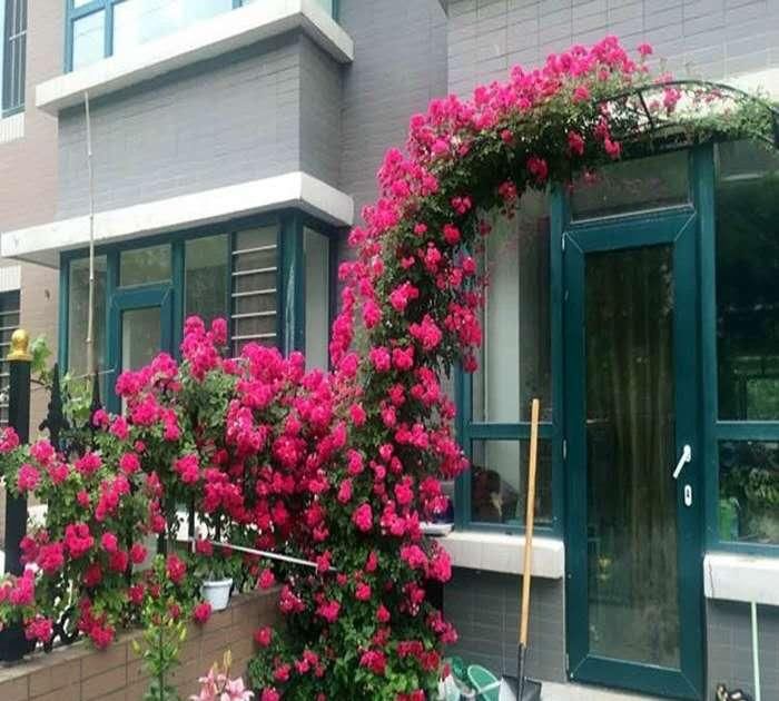  [花香]此花花香四溢，号称“香水之花”，庭院种2棵，还你一片花海