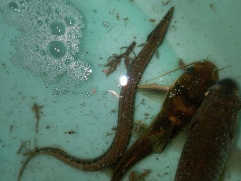  #稻田#在农村，刀鳅鱼以前多没人吃，现在少能卖到60元一斤