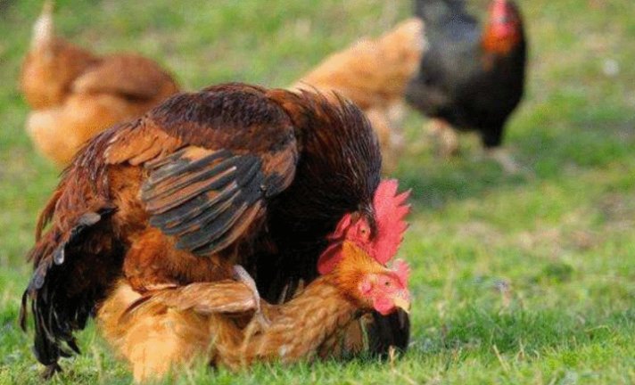 公鸡明明没有生殖器, 是如何完成交配的呢? 过程简单又粗暴