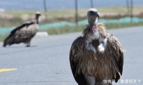 惊奇！青海这段公路出现世界上最大的猛禽……