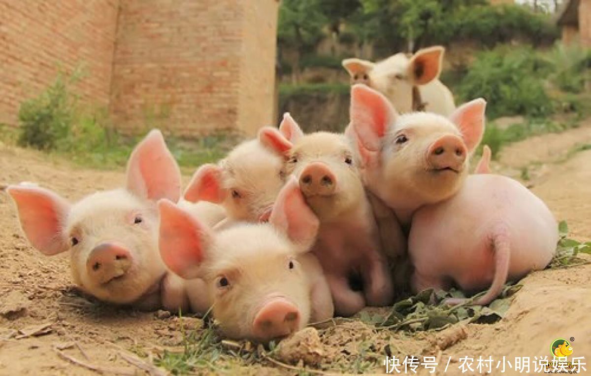 猪价持续上涨，养殖户养殖积极性不高，爱吃猪肉的吃货怎么办？