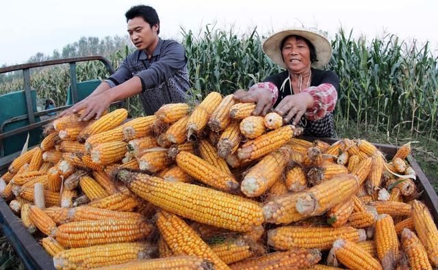2019年玉米的“前景”如何？要不要种植呢？看完再做决定也不迟