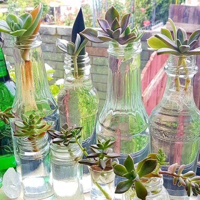  剪下来：繁殖多肉的好时机，枝条剪下来别急着种，水培更易生根