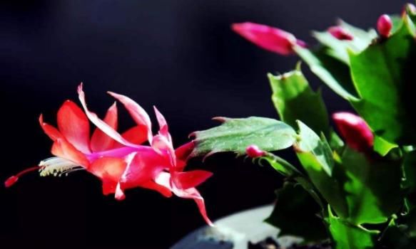 「富贵」这4款花寓意真不错!人称“招财花”,繁盛幽香,家里越养越富贵
