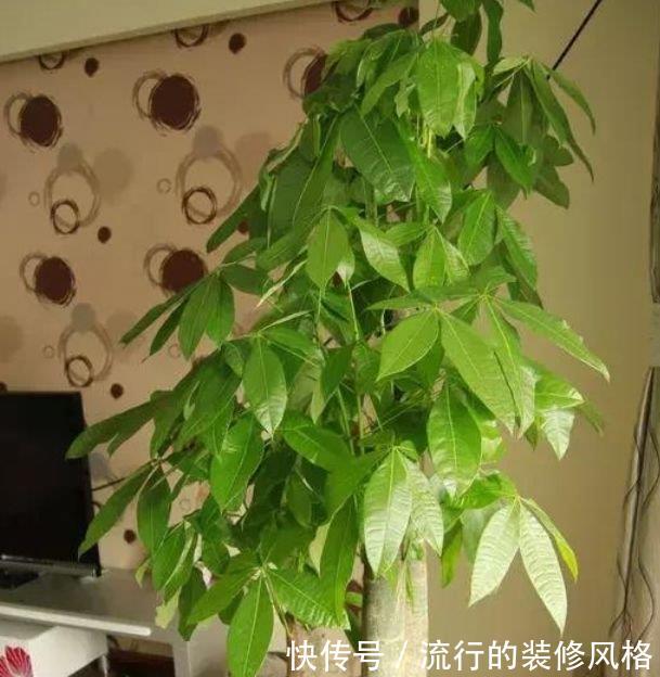 『日子』养花就养3种花，招财纳福好运来，日子越过越红火