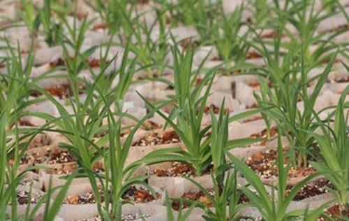  【懒人】农村1种“懒人菜”，只吃花不吃叶，种1次可采收多年，