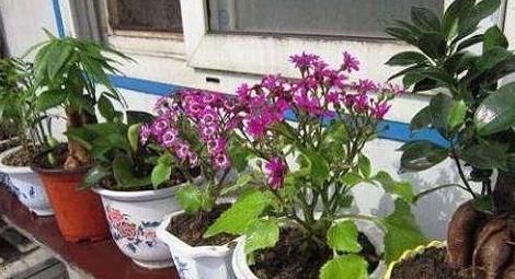  『花生饼麻渣』想要自己动手制花肥，该做哪些准备？用3种垃圾做原料就够了