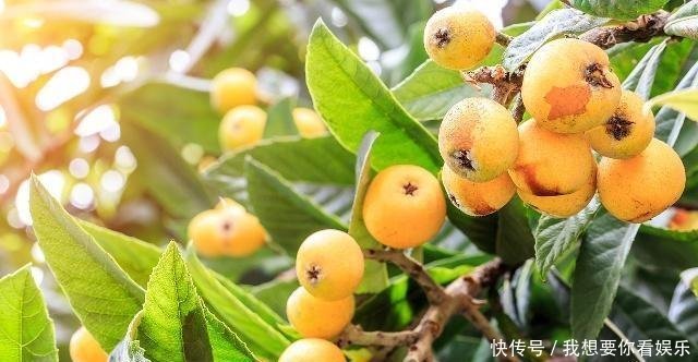  #小伙#邻家小伙偷爬农民枇杷树，万万没想到却掉下来摔死，该赔