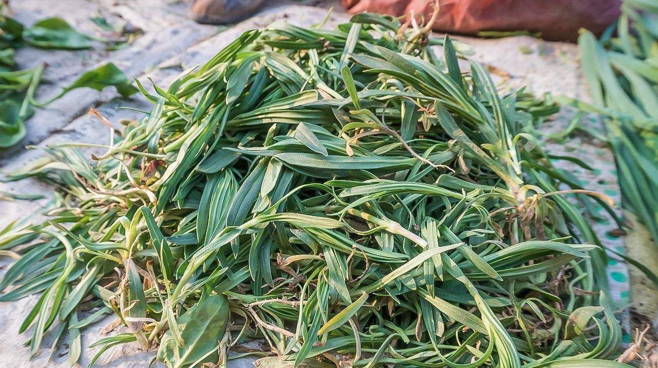  稀罕@曾是农民痛恨的杂草，如今农民抢着挖，一斤7元成稀罕野菜