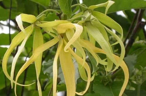  植物■这植物的花朵，若长在您家乡，请别随意采摘，当今价值珍