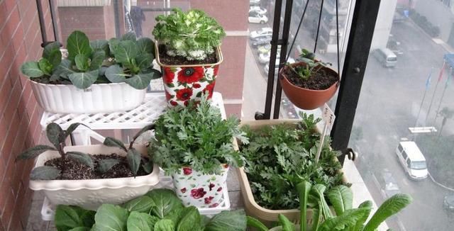  『时间表』阳台养花不如养蔬菜，这50多种蔬菜“种植时间表”，赶紧学一学！