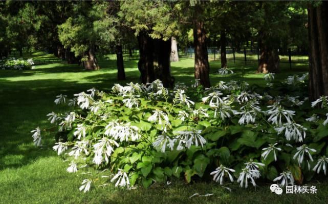  【棕榈科伞形】558种 · 园林植物配置大全