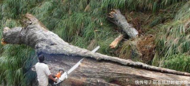 在农村，私自砍树来卖算违法，砍树盖房子却不算，这是为什么