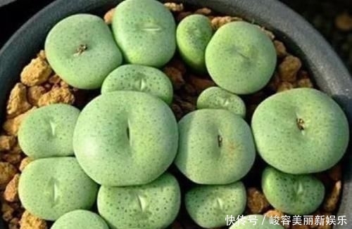 『艺术感』玉露“发功”成景天?2种方式把多肉搭配成让人羡慕的盆栽