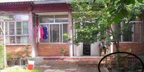  道理|俗语：树夹屋，堂夹房，不败也得亡，有道理吗？蕴含老祖宗的智慧