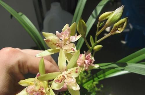  暗淡：最佳阳台盆栽绿植，漂亮又好养，花开纯洁素雅，幽香暗淡，美翻了