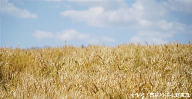 9月来新疆旅行，江布拉克的万亩麦子丰收宛若一幅天然风景画