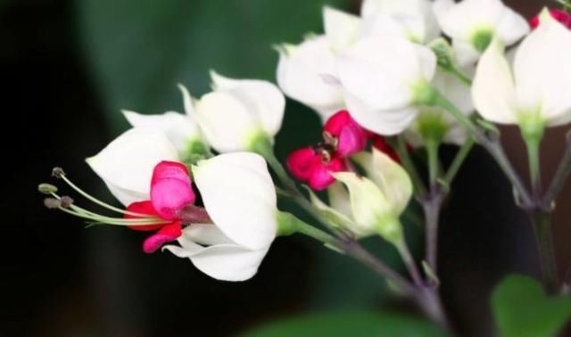  『花苞』养爆“龙吐珠”，就得“打一打”，花苞成倍钻，花开红如火